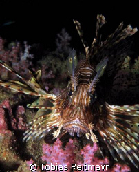 Common lionfish discovered at the end of the dive in shal... by Tobias Reitmayr 